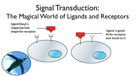 Signal Transduction Signal Transduction, Your Message