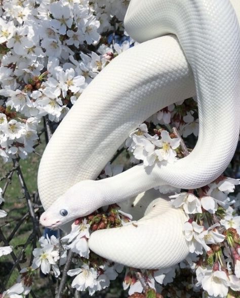 Aesthetic Snake, Picture Iphone, Snake White, Danger Noodle, 2 Aesthetic, Pretty Snakes, Ipad Snap, Cute Snake, Pet Snake