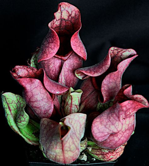 Sarracenia purpurea, commonly known as the purple pitcher plant, northern pitcher plant, or side-saddle flower, is a carnivorous plant in the family Sarraceniaceae Purple Pitcher Plant, Sarracenia Purpurea, Pitcher Plant, Carnivorous Plants, Exotic Flowers, The Purple, The Family, Purple, Plants