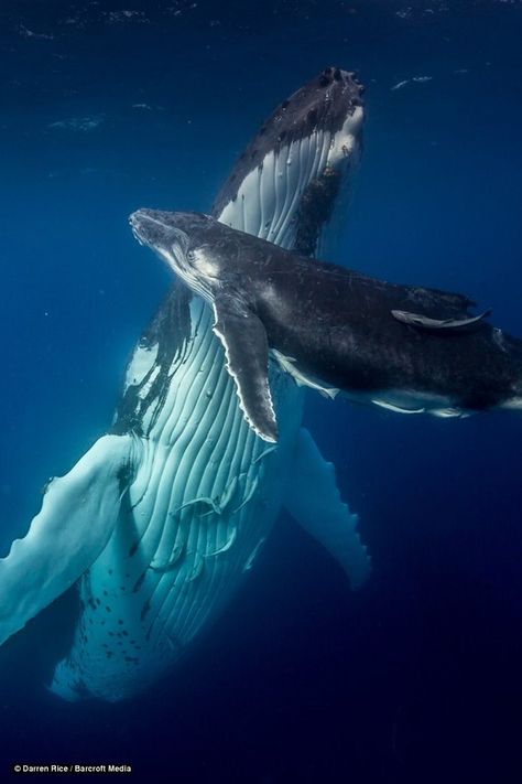 Humpback whale with her calf #whale Whale And Calf, Sea Mammal, Water Animals, Underwater Creatures, Underwater Life, A Whale, Marine Mammals, Humpback Whale, Killer Whales