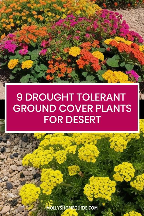 Explore a variety of drought-tolerant ground cover plants that can thrive in dry desert conditions. Hardy and easy-care, these plants are perfect for landscaping with minimal water needs. From succulent ground covers to creeping thyme and Delosperma cooperi, these spreading plants are ideal for paved areas or dry spells. Discover beautiful and extremely drought-tolerant perennials like rock purslane that never fail to impress while adding greenery to your garden, even in areas with dry shade. Rock Purslane, Succulent Ground Cover, Red Creeping Thyme, Delosperma Cooperi, Perennial Ground Cover, Creeping Thyme, Drought Tolerant Perennials, Drought Tolerant Garden, Dry Desert