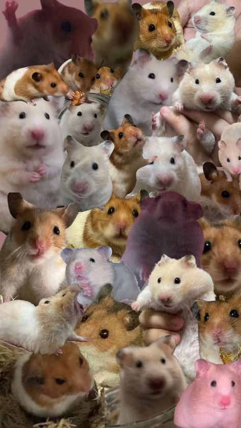 A collage wallpaper of my 2 babies, Ginger and Gilbert Hamster Wallpaper, Moody Wallpaper, Cherry Hair, Cocoppa Wallpaper, Cute Rats, Animals Funny, Cute Hamsters, 2nd Baby, Hamsters