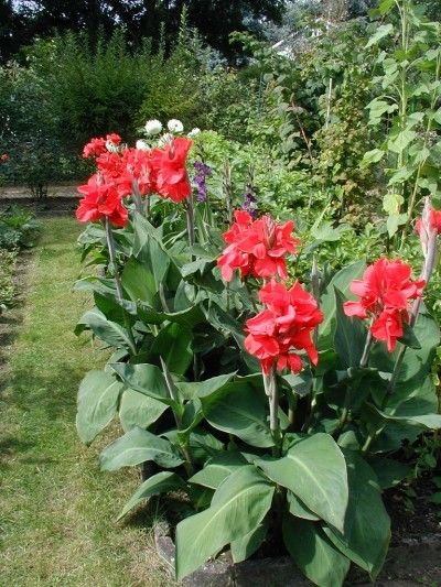 Canna Lily Care: How To Grow Canna Lilies - Canna lilies are low maintenance and easy to grow. Both their flowers and foliage offer long-lasting color in the garden. Read this article for more information on growing these versatile plants. Canna Lily Care, Cana Lily, Canna Bulbs, Canna Lilies, Lily Care, Lily Seeds, Canna Lily, Lily Plants, Tropical Garden