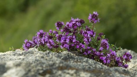 Thyme Uses, Grassland Habitat, Thyme Plant, Wild Thyme, Strep Throat, Respiratory Diseases, Wild Plants, How To Make Tea, Perennial Plants