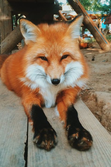 A fox splays its legs out in front its body. Fuchs Baby, Fox Pictures, Pet Fox, Cute Fox, Cute Animal Photos, E Card, Red Fox, Animal Photo, Cute Little Animals