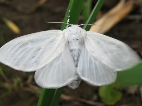 White Satin Moth, Fluffy Moth, White Moths, Moth Reference, Moth Oc, Pretty Moths, Blanche Dubois, Beautiful Moths, White Moth