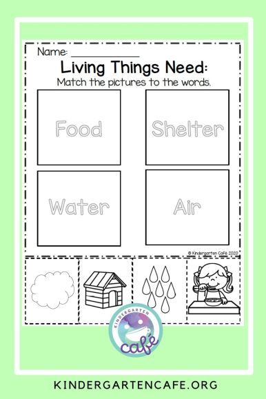 Living Things For Kindergarten, Needs Of Living Things Grade 1, Needs Of Living Things Kindergarten, Non Living Things, Cycle For Kids, Letter A Coloring Pages, Kindergarten Stem, Living And Nonliving, 1st Grade Science