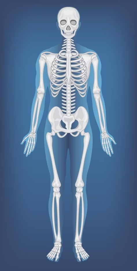 Skeleton System, Human Skeleton Anatomy, X-ray Images, Medical Device Design, Skeleton Anatomy, Anatomy Practice, Human Skeleton, Human Anatomy And Physiology, Devices Design