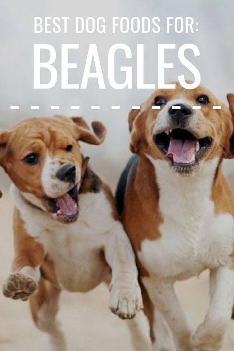 Dog Foods, Dog Nutrition, Calm Dogs, Best Dog Food, Guide Dog, Beagle Puppy, Dog Daycare, Beagle Dog, Popular Dog