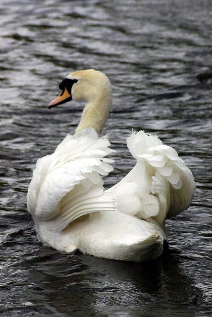 Swan spreading the wings. Beautiful Swan Pictures, قلادات متدلية, Swan Love, Mute Swan, Beautiful Swan, Animal Photos, Swan Lake, Pics Art, Swans