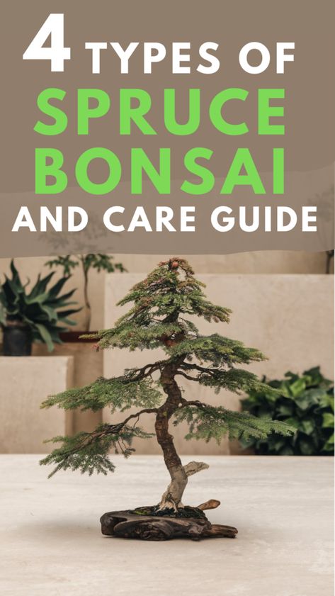 Discover the beauty of spruce bonsai trees in our latest blog post! Learn about different types of spruce bonsai and how to care for these exquisite bonsai plants. Whether you're a beginner or an experienced enthusiast, understanding the unique characteristics of spruce bonsai will enhance your gardening experience. Explore tips on growth, pruning, and styling to cultivate stunning bonsai trees. Elevate your bonsai collection today and enjoy the art of miniature gardening! Spruce Bonsai Tree, Spruce Bonsai, Cedar Bonsai, Bonsai Fertilizer, Bonsai Collection, Garden Bonsai Tree, Bonsai Pruning, Colorado Blue Spruce, Picea Pungens