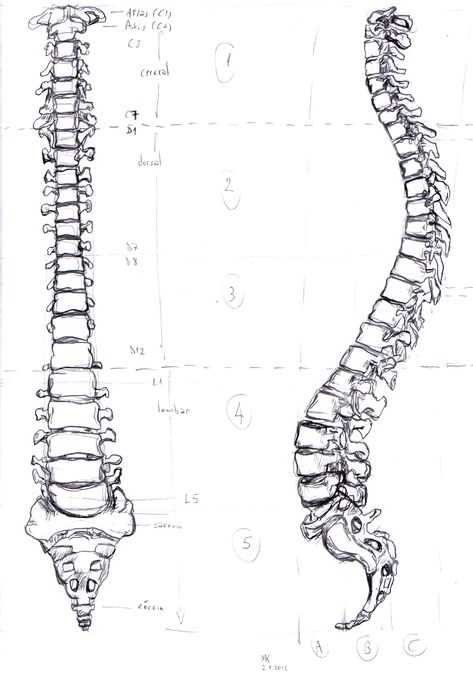 Human spine by MauricioKanno.deviantart.com Spine Drawing, Human Rib Cage, Anatomy Book, Human Spine, Hair Stenciling, Causes Of Back Pain, Human Drawing, Muse Art, Anatomy Study