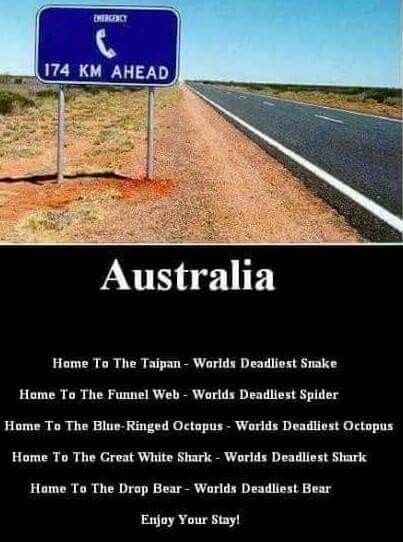 Where the nearest phone is 174 km ahead Australians Be Like, Koala Meme, Visiting Australia, Koala Funny, Aussie Memes, Welcome To Australia, Funny Aussie, Australian Memes, Box Jellyfish