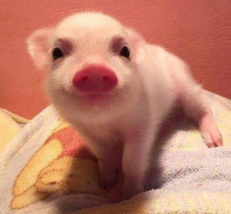 Smiling piglet on a Pooh blanket omg omg omg cutest thing I've seen in forever omg :) Teacup Pigs, Cute Piglets, Mini Pigs, Dream Family, Cute Piggies, Pet Pigs, Baby Pigs, Cute Pigs