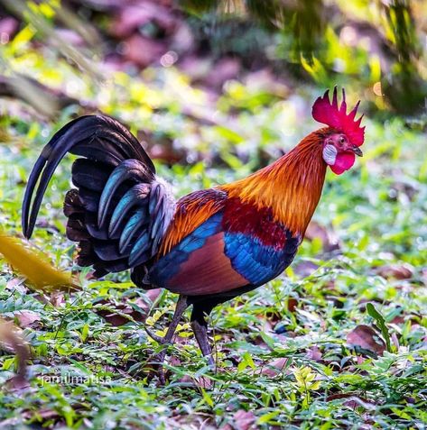 "Looks easy to photograph them, but they are very sensitive to our movements. Red-Jungle Fowl (Male)"-Jamil _______________________________… Jungle Fowl, Chicken Pictures, Beautiful Chickens, Chickens And Roosters, Game Birds, Painting Inspiration, Plein Air, Rooster, Birds