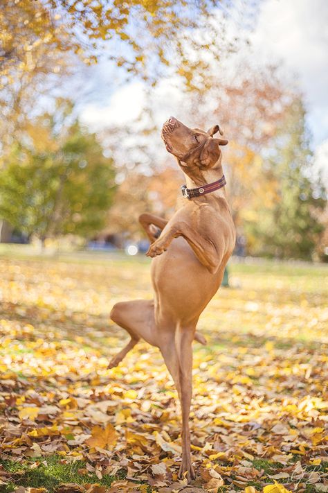 TORONTO DOG PHOTOGRAPHER: CLEMENTINE THE VIZSLA IN THE ORANGE AUTUMN LEAVES | Pawsh Magazine Puppy Pfp, Sketches Nature, Puppy Sketch, Animal Aesthetic, Wallpaper Dog, Animals Tattoo, Tattoo Animal, Tattoo Nature, Tattoo Dog