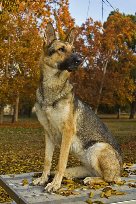 GSD-Shella Pink Dog Beds, German Shepherd Training, German Shepherd Funny, Dog Poses, Beautiful Dog, Puppies Funny, Popular Dog, American Pitbull Terrier, German Shepherd Dog