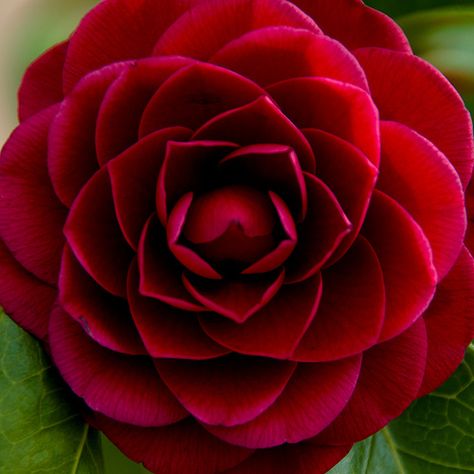 red top Red Camelia, Cosmic Art, Red Top, Beautiful Flower, Sacred Geometry, Sewing Ideas, Mother Nature, Flower Power, بلاك بينك