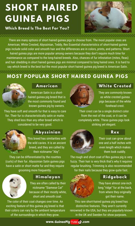 Here you can find which short haired guinea pigs breed is the best for you! Also, read more about guinea pigs short hair care and which breeds are better. What breed suits you the best short hair guinea pig breeds or long hair guinea pig breeds? Let's find out! #guineapigs #guineapigbreeds #guineapigcare #shorthairguineapig Long Hair Guinea Pigs, Abyssinian Guinea Pigs, Rabbit Village, Short Hair Care, Guinea Pig Breeds, Fairy Rabbit, Guinea Pig Information, Pig Facts, Guinea Pig Breeding