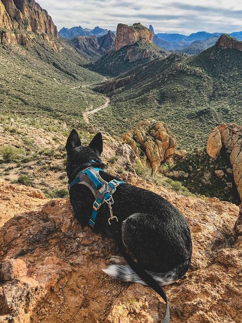 The Sonoran Desert is a rugged place full of sharp rocks and sharper vegetation. Use our guide to find the best dog-friendly hiking trails in Phoenix and the surrounding areas! Trained Dog Aesthetic, Canada Moodboard, Adventure With Dog, Dog Training Aesthetic, Dogs Traveling, 2024 Intentions, Hiking With Dog, Dog Hiking Gear, Hiking With Dogs