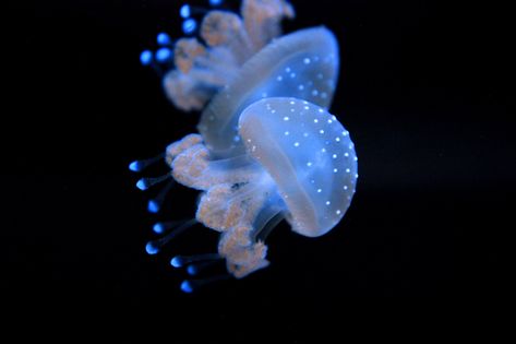 Spotted Jellyfish, Life Under The Sea, Jellyfish, Under The Sea, Fish Pet, Profile Picture, Australia, Google Search, Pink