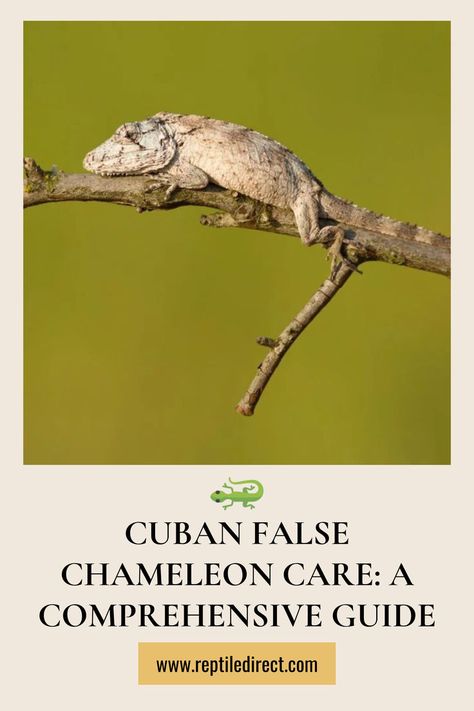 A care guide advertisement featuring a Cuban false chameleon perched on a tree branch against a green background. The text below reads "Cuban False Chameleon Care'' Cuban False Chameleon Enclosure, False Chameleon, Unique Reptiles, Chameleon Enclosure, Chameleon Care, Lizard Habitat, Health Care Tips, Chameleons, Happy Animals