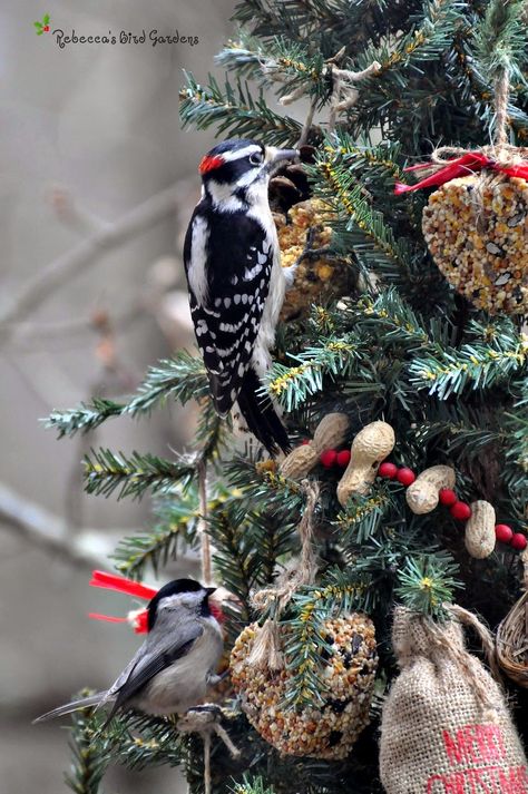 Birdseed Ornaments, Backyard Birds Sanctuary, Bird Seed Ornaments, Bird Seed Feeders, Homemade Bird Feeders, Downy Woodpecker, Outdoor Christmas Tree, For The Birds, Diy Birds