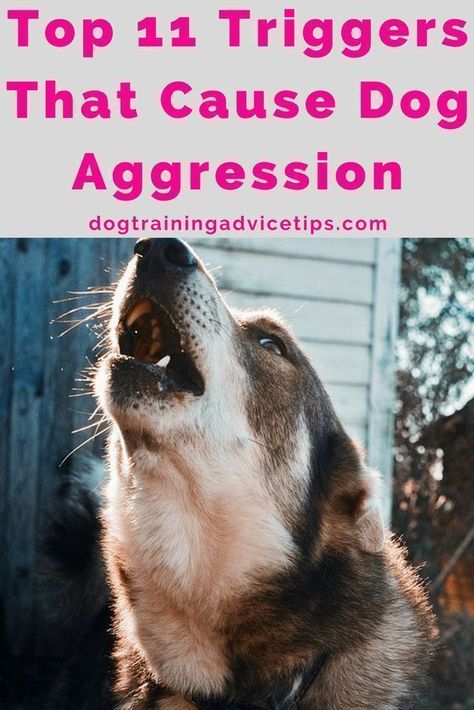 Top 11 Dog Aggression Triggers. #dogtrainingadvicetips #dogbehavior #dogtraining #dogobedience #dogtrainingtips #dogtips #dogtrainingbasic #dogs #dogaggression #dogaggressiontraining Dog Aggression, Dog Minding, Easiest Dogs To Train, Dog Behavior Problems, Basic Dog Training, Dogs Training, House Training Dogs, Dog Training Advice, Dog Training Techniques