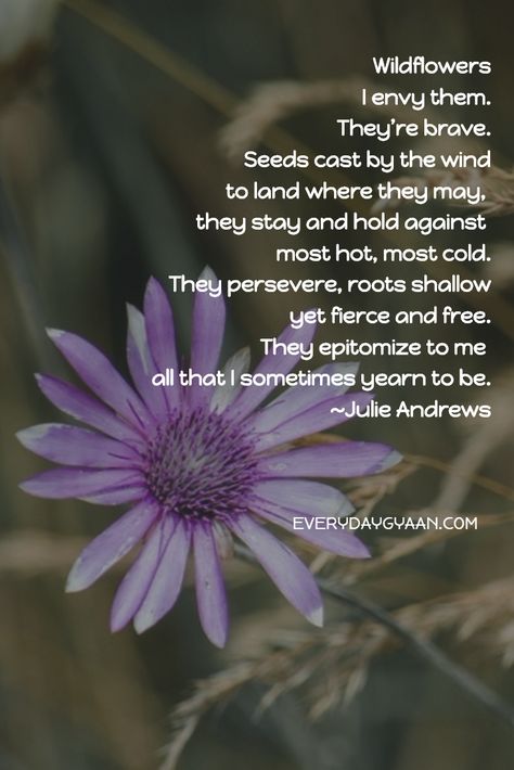 Wildflowers I envy them. They’re brave. Seeds cast by the wind to land where they may, they stay and hold against most hot, most cold. They persevere, roots shallow yet fierce and free.  They epitomize to me all that I sometimes yearn to be. ~Julie Andrews Wildflower Poems, Wildflower Meaning, Wildflower Quotes, Be A Wildflower, Wild Flower Quotes, Flower Poem, Dandelion Tattoo, Late Bloomer, Physical Appearance