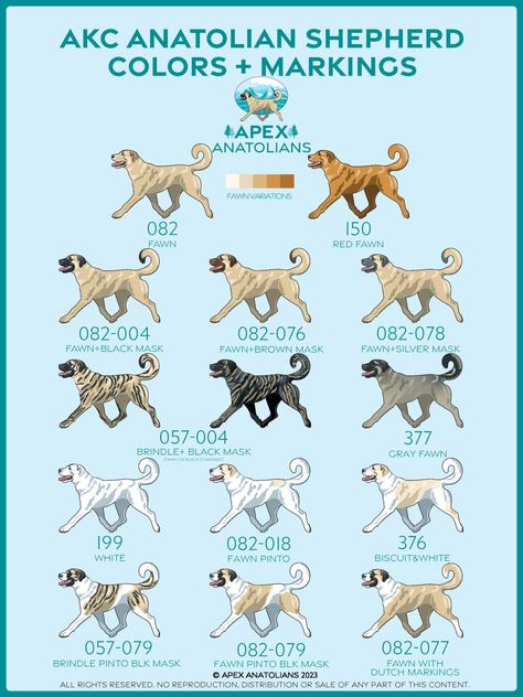 AKC Anatolian Shepherd Registration Colors - Apex Anatolians Anatolian Shepherd Puppies, Kangal Dog, Rare Dog Breeds, Livestock Guardian Dog, Breeds Of Dogs, Dog Stocking, Anatolian Shepherd, Canine Art, Bear Dog