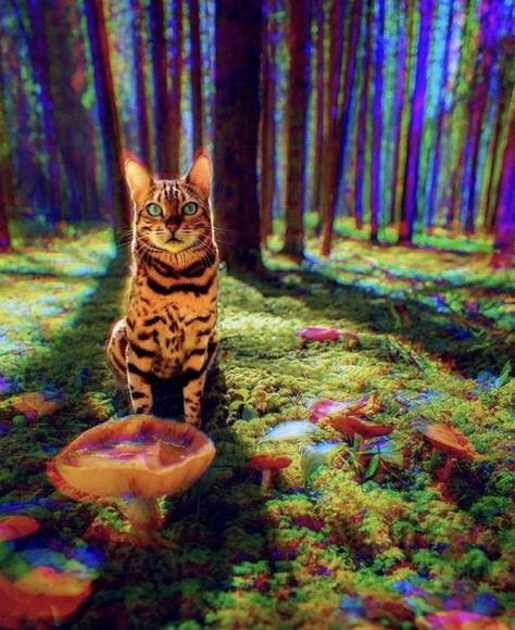 Trippy Pictures, Plant Outdoor, Acid Art, Trippy Visuals, Psychadelic Art, Psy Art, Fish Cat Toy, Trippy Wallpaper, Image 3d