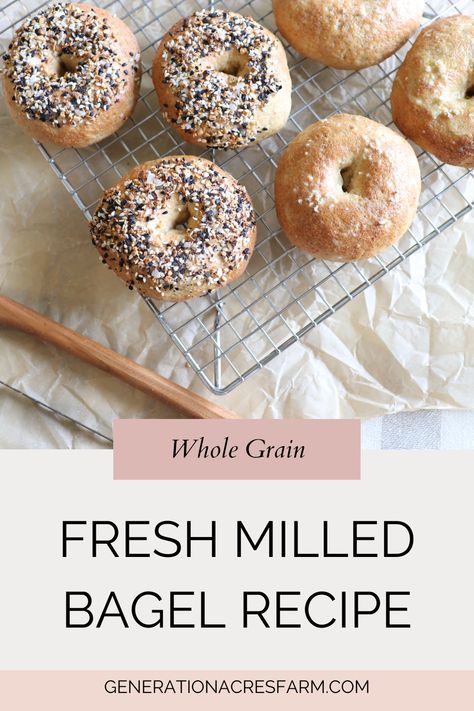 fresh milled bagels on baking rack with parchment paper in background Fresh Milled Flour Bagels, Freshly Milled Flour Pancakes, Fresh Milled Spelt Recipes, Fresh Milled Bagels, Fresh Milled Grain Recipes, Home Milled Flour Recipes, Fresh Milled Muffins, 9 Grain Bread Recipe, Rye Bagel Recipe