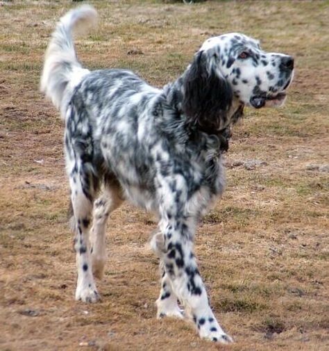 English Setter Puppies, Unique Dogs, English Names, English Setter Dogs, English Setters, Tattoos For Dog Lovers, Gordon Setter, Perfect English, Bird Dogs