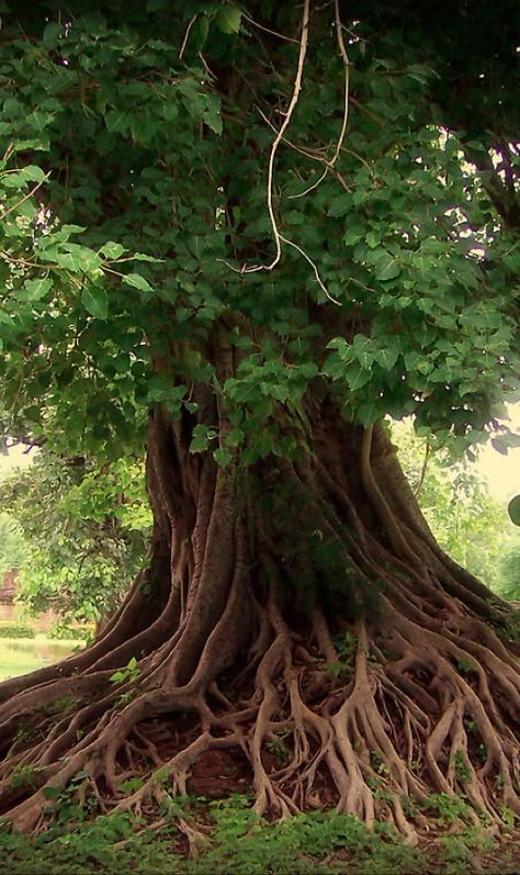 If these roots could talk.... They'd tell you to stand firm and whether the storm, enjoy the view within a strong foundation, dance with the wind and shimmer in the sun. (A.S.) Amazing Trees, Lovely As A Tree, Tree Lover, Beautiful Trees, Old Trees, Unique Trees, Tree Roots, Tree Hugger, Nature Tree