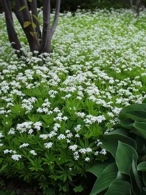 Groundcovers, Perennials Plants | Bluestone Perennials Sweet Woodruff, Shade Gardening, Shade Garden Plants, Ground Covers, Shade Gardens, Shade Perennials, Moon Garden, Ground Cover Plants, Have Inspiration