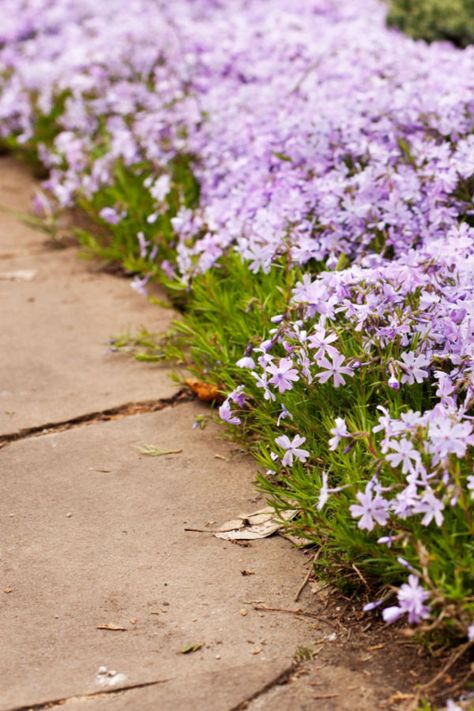 The Best Perennial Border Plants For Flowerbeds & Sidewalks Sidewalk Plants Walkways, Landscaping Ideas Along Fence, Fence Backyard Landscaping, Boarder Plants, Perennial Border Plants, Garden Border Plants, Sidewalk Landscaping, Phlox Plant, Fence Backyard