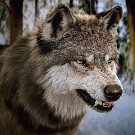 Snarling Wolf, Regard Animal, Angry Wolf, Wolf Images, Wolf Photography, Wolf Face, Wolf Tattoo Design, Wolf Photos, Wolf Spirit Animal