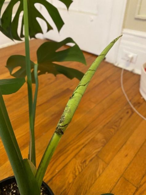 Healthy Monstera Plant, Monstera Hanging Plant, How To Replant Monstera Plant, Staking Monstera Plant, Caring For Monstera Plant, Hanging Monstera Plant, Repotting A Monstera Plant, Monstera Outdoors, Growing Monstera In Water