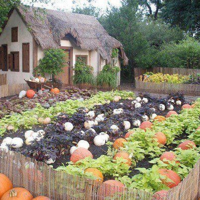 Sunny Simple Life: Loving this Month Autumn Plants, Corn Stalks, Pumpkin Garden, Potager Garden, Veg Garden, Garden Pictures, Vegetable Garden Design, Veggie Garden, Garden Cottage