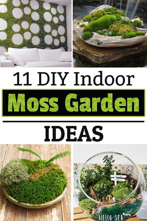 Moss Gardens Indoor, Moss Indoor Garden, Tabletop Moss Garden, Indoor Moss Garden Diy, Moss For Plants, Indoor Plant Diy Projects, Moss Decor Ideas Diy Projects, Mini Moss Garden, How To Grow Moss