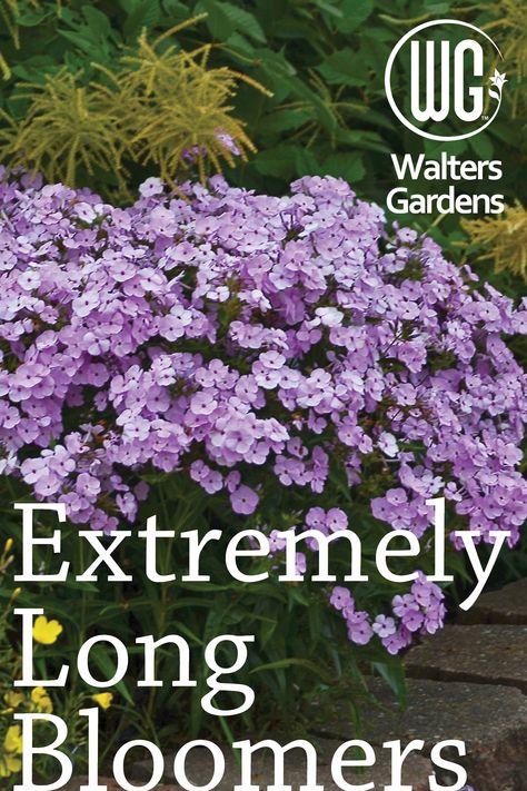 Easy Perennials Landscaping, Long Flowering Plants, Periennal Garden Ideas, Flower Beds In Front Of House Perennials, Plants For The Front Of The House, Outdoor Flowers Landscaping, Front Yard Perennial Gardens, Hearty Plants For Landscaping, Preannual Flowers Beds