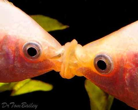 fishy kissy Kissing Gourami, Tropical Fish Tanks, Life Under The Sea, Fish For Sale, Two Fish, Aquarium Design, Underwater Creatures, Beautiful Fish, Freshwater Aquarium