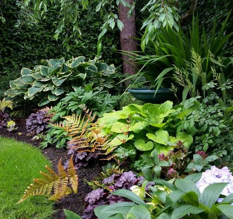 SHADY BORDER | Olander Garden Design Hostas Garden Ideas, Hosta Gardens Layout, Hosta Garden Ideas, Shady Backyard Ideas, Hostas Garden, Landscape Design Portfolio, Contemporary Landscaping, Shady Border, Contemporary Landscape Design