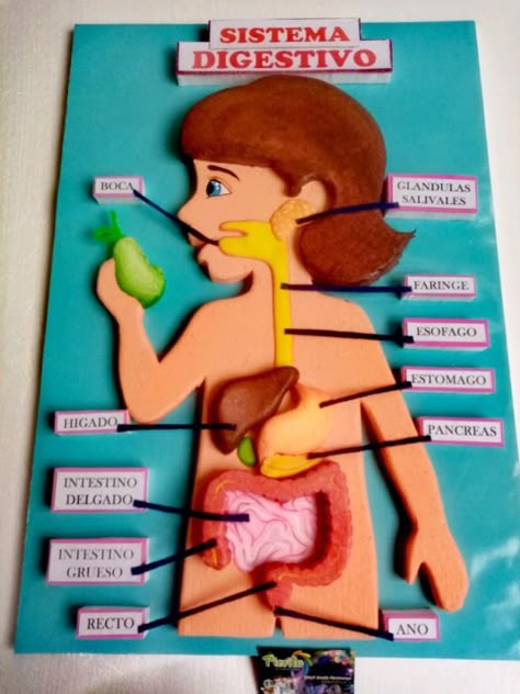 Digestive Tract Project, Working Model Of Digestive System, 3d Digestive System Project, Biology Models Projects Ideas, Human Digestive System Model, Digestive System Project, Digestive System Model, Body Systems Project, Human Body Science Projects