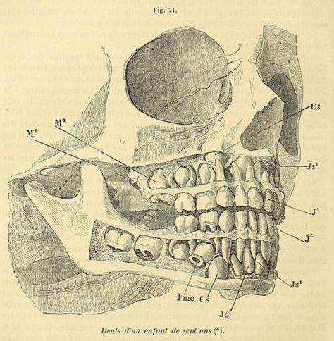 Teeth of a 7-year-old. You can see the adult teeth behind the milk teeth in the jaws. These days, kids tend to start losing their teeth around 5-7 years old. This kid is still at least a few months away from losing teeth.  Traite d’anatomie descriptive v. 3 pt. 2. Jean Cruveilhier, 1871. Modern Prometheus, Losing Teeth, Dental Assisting, Milk Teeth, The Modern Prometheus, A Frog, Dental Assistant, Tooth Fairy, Frankenstein