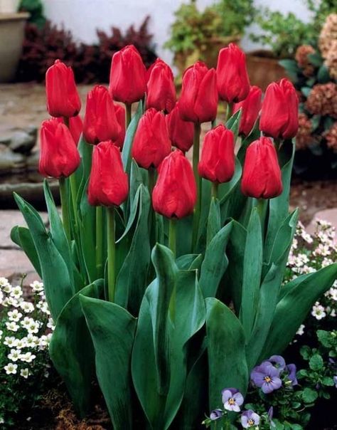 Tulip Seeds, Garden Bonsai, Planting Tulips, Tulip Bulbs, Flower Bulbs, Flower Plants, Tulips Garden, Pot Plant, Plants Garden