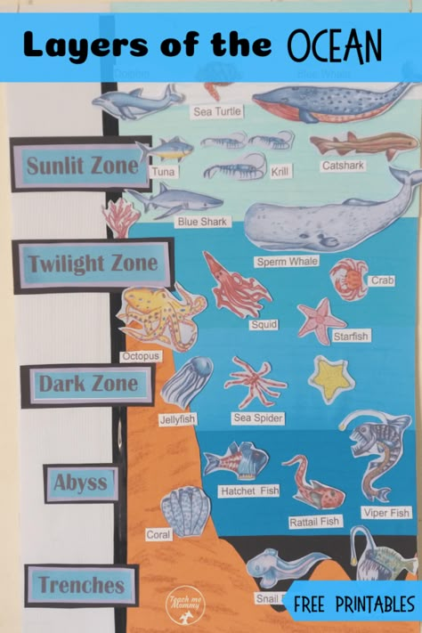 Layers of the Ocean, fun activity to learn about the layers of the ocean! Free printable to use! #freebies #freeprintables #ocean #teachmemommydotcom Ocean Animals Anchor Chart, Ocean Animal Research Project, Sea Animals Printables Free, Free Ocean Unit Study, Ocean Unit Study Free Printable, Layers Of The Ocean Printable, Ocean Habitat Activities, Ocean Animal Activities, Ocean Levels