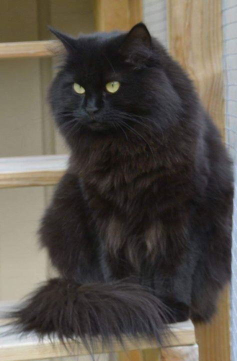 A big fluffy, long haired Black cat with Golden eyes... Siberian Black Cat, Siberian Cat Black, Black Siberian Cat, Persian Black Cat, Black Persian Cat, Black Cat Images, Chantilly Tiffany, Black Cat Breeds, Siberian Forest Cat