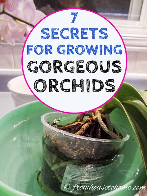 These tips to orchid care for beginners are great! Find out all the basics for growing indoor orchids in pots. #fromhousetohome #indoorplants #plants #gardening #orchids Caring For Orchids, Orchid Propagation, Repotting Orchids, Orchids In Water, Indoor Orchids, Orchid Fertilizer, Orchid Plant Care, Orchid Roots, Orchid Centerpieces