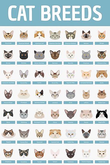 • Also buy this artwork on wall prints, apparel, stickers, and more. Cat Age Chart, Cat Knowledge, Cat Breeds Chart, Tree Bookcase, Cat Ages, Cat Language, Cat Info, Cat Training, Cat Behavior